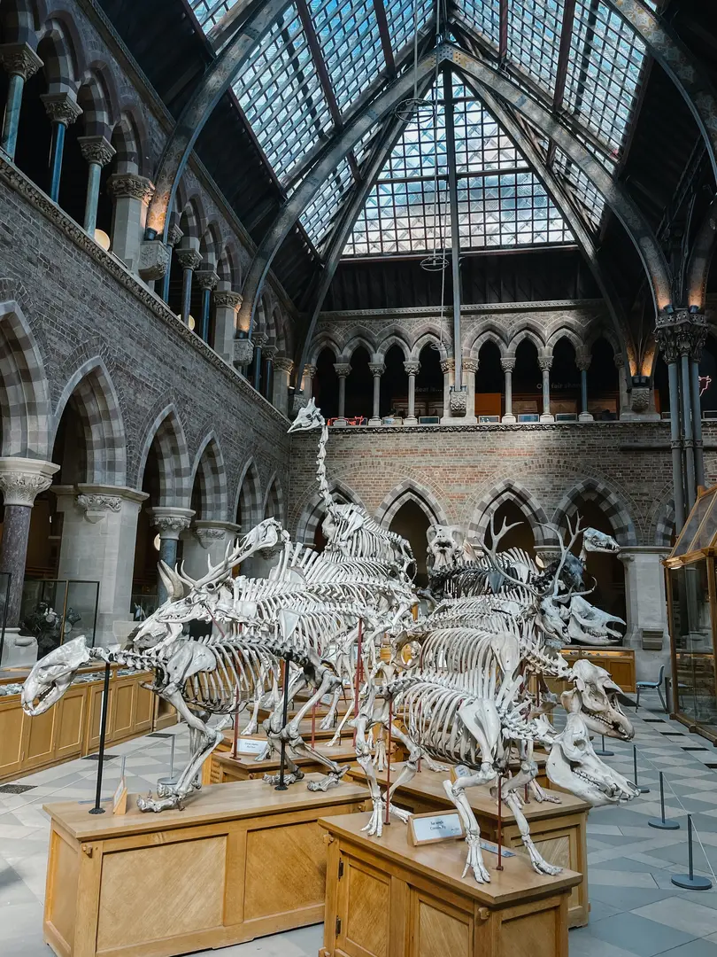 The Pitt Rivers Museum, Oxford makes a great study spot.