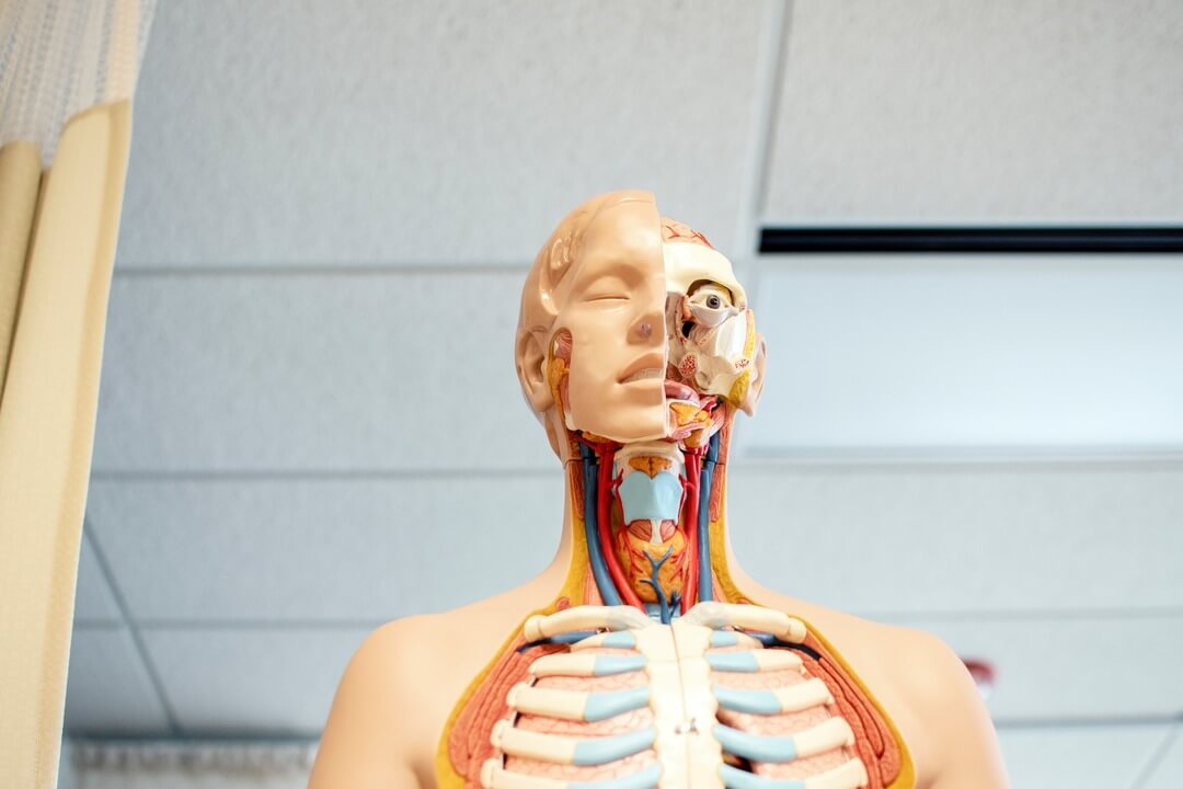 How Is a Medicine Degree Structured?