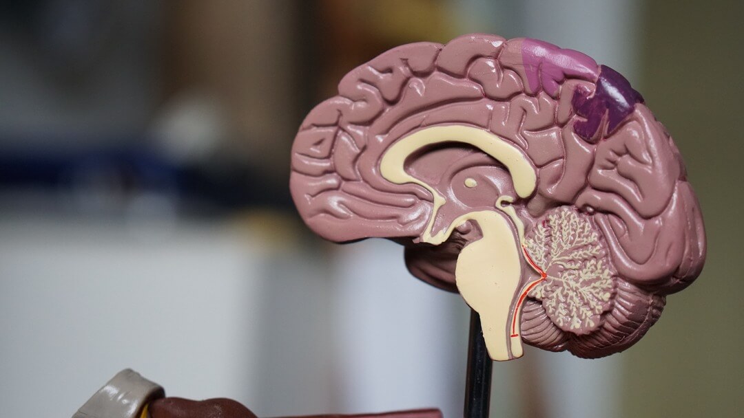 How Is a Psychology Degree Structured in the UK?